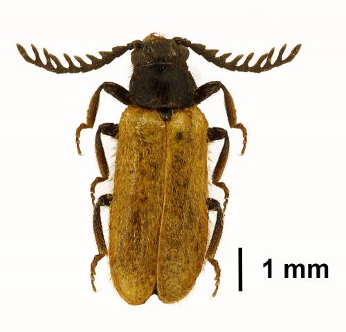 Réf. 201 488 : Drilus flavescens